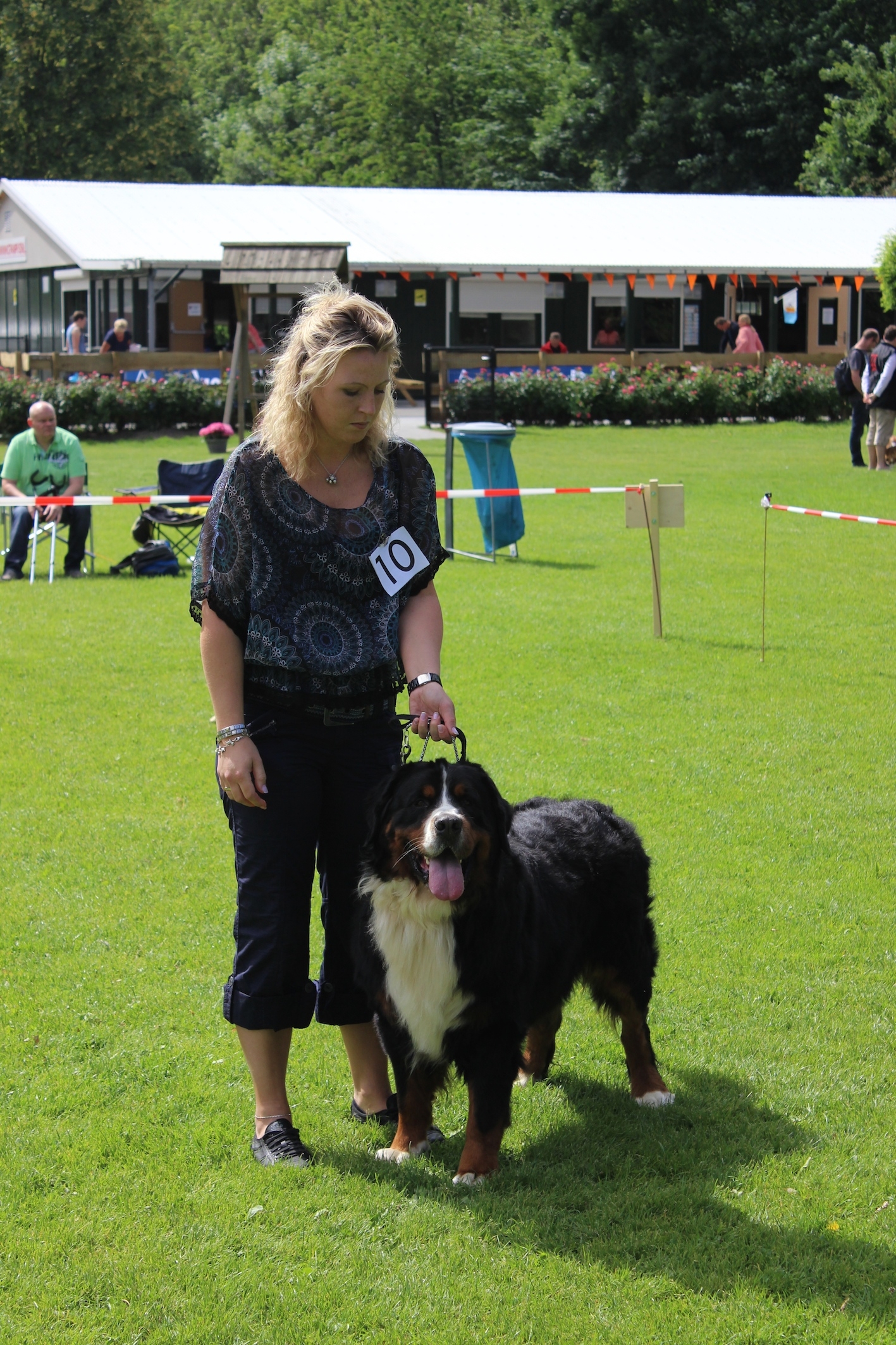 Show-ervaring met berner sennen (Jiro)